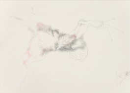 anne rapp illustration